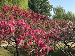 -莲花池公园