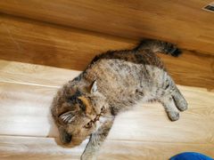 -滚猫咖啡·猫咖·猫友好撸猫(未来城店)