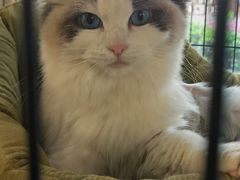 -喵汪萌宠屋旗舰店.洗澡美容.猫狗基地