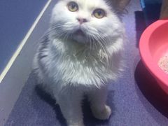 -喵的天空名猫咖啡馆·撸猫·猫舍·用品