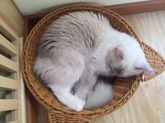 -猫和宫(六道口店)