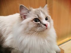 -CAT’S MEWSTAR CAFE·喵星球猫屋(晴湾咖啡店)