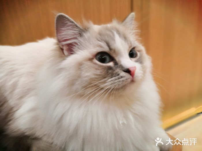 CAT’S MEWSTAR CAFE·喵星球猫屋(晴湾咖啡店)图片