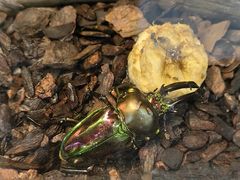 -上海大自然野生昆虫馆(东方明珠·爬宠昆虫探索中心)