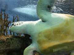 -上海海洋水族馆