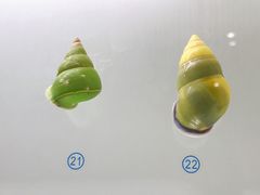 -青岛贝壳博物馆