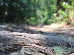 -火炉山森林公园