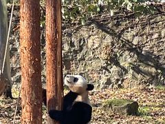 -都江堰中华大熊猫苑