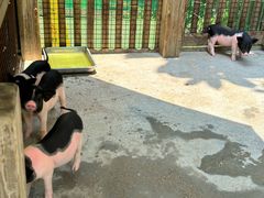 -熊猫自助餐厅.萌趣城堡(长隆熊猫酒店)