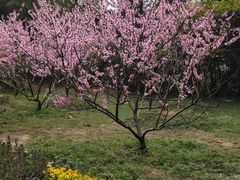 -庐山风景区花径公园