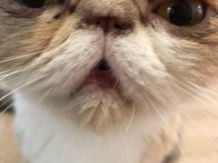 -酷豆宠物咖啡·宠物美食·撸猫馆