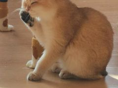 -猫腻·猫咖·撸猫馆(星光大道店)
