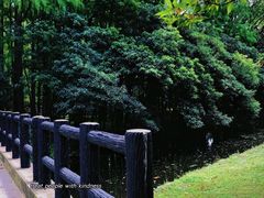 -上海共青森林公园