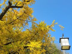 -千年银杏谷文化旅游区