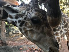 -清迈夜间动物园