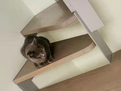 -东方名猫馆·英短金渐层布偶猫舍(环线广场1号楼店)