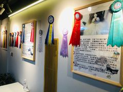 -猫十亿·布偶金渐层·曼基康矮脚猫舍(青年路店)