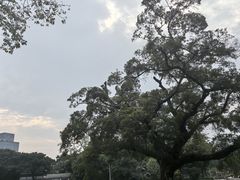 -荔湾湖公园