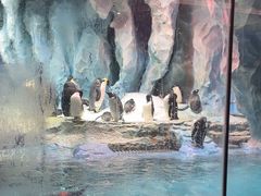 -帝企鹅自助餐厅•儿童岛•真企鹅(长隆企鹅酒店)