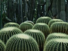 -南山植物园