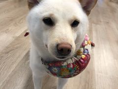 -柴迷FANS CLUB·柴犬狗咖·猫咖
