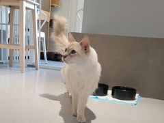 -Cappucimeow猫咪咖啡馆(韦伯时代店)