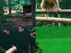 -西双版纳原始森林公园