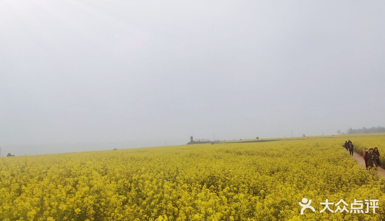 西安周边，看油菜花