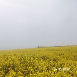 西安周边，看油菜花