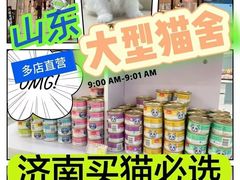 -糯米喵星人总部直营旗舰店·猫舍·幼猫出售