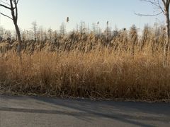 -泗洪洪泽湖湿地景区