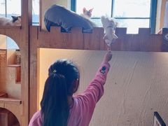 -猫小院猫主题餐厅(南锣旗舰店)