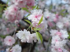 -高东镇樱花园