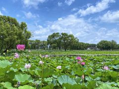 -洪湖生态旅游区