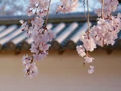-醍醐寺