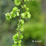 春日食榆钱 健脾安神