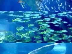 -海合安武汉极地海洋公园
