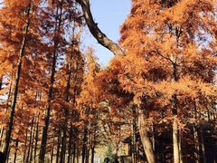 -溱湖国家湿地公园