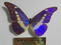 -上海昆虫博物馆