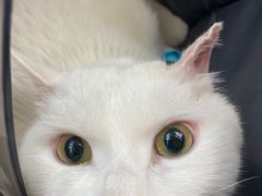 -米苏动物医院·犬猫专科·骨科外科内窥镜