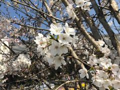 -南汇桃花村