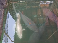 -蓝湾碧波·老字号·疍家非遗海上餐厅