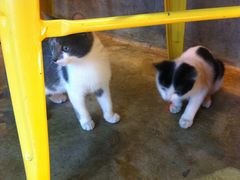 小店的两只小猫咪-MIKAKU(万达广场上海宝山店)