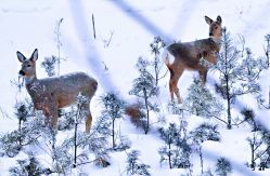-大秃顶子山(雪谷店)