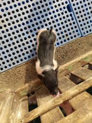 -萌宠亲子动物乐园(槐房万达店)