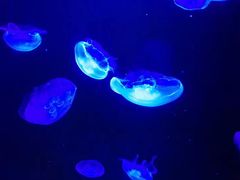-暹罗海洋世界