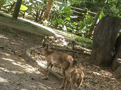 -海南热带野生动植物园