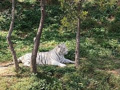 -石家庄市动物园