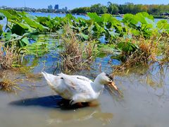 -长春市南湖公园