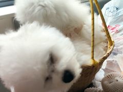 -宠伴小精灵宠物店(鼓楼店)